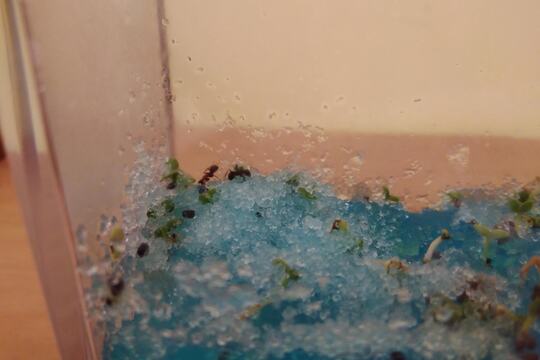 Pozorujeme život mravenců 1