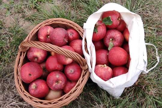 Jabloňové sady ve Starém Lískovci 1