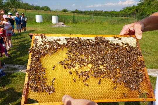 Výlet na Smolnici za včelařem p. Štrancem 1