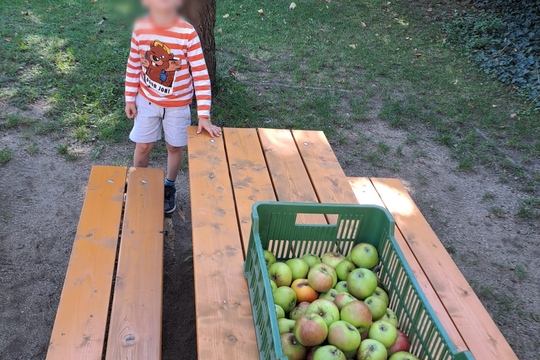 Úroda jablek na školní zahradě  1