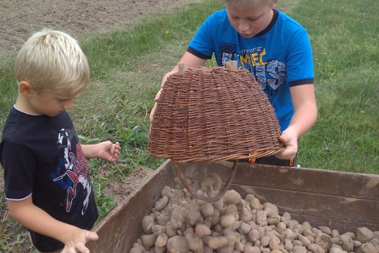 Dokopaná - sbíráme brambory 1