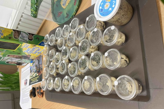 Líhnutí motýlů 1