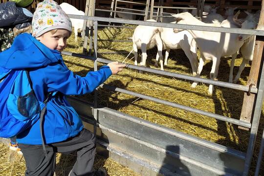 Farma dojných a kašmírských koz Šošůvka 1