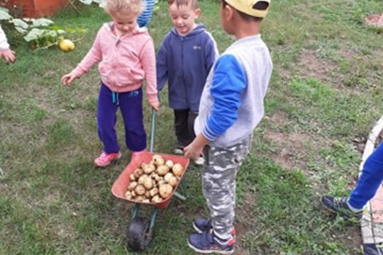 Naše první sklizeň brambor  1