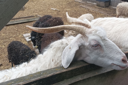 Farma s domácími zvířaty – Duběnka 1