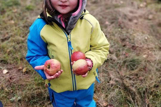 Sklízíme jablíčka 1