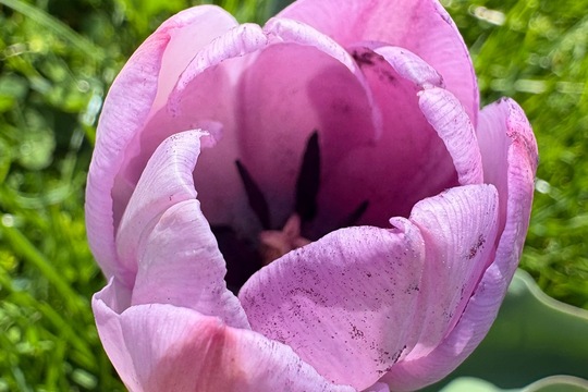 Sobotní zahrádka  1