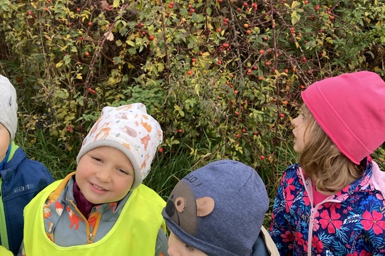 Vše o šípku - Berušky 1