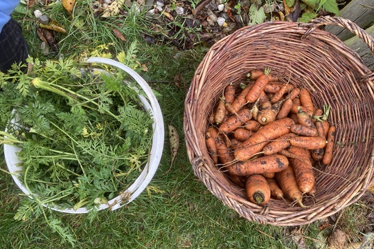 Jak Berušky pěstovaly mrkev 1