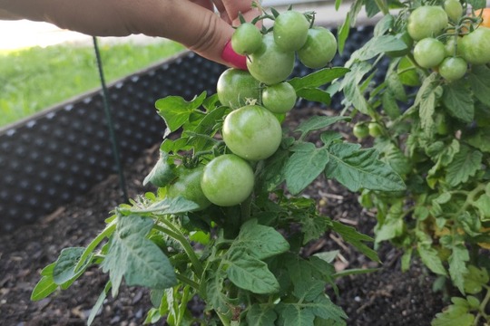 Údržba našich záhonků a příprava na farmářský trh :) 1