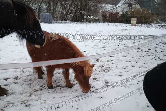 Návštěva poníků v Lísce Návštěva poníků v Lísce 1