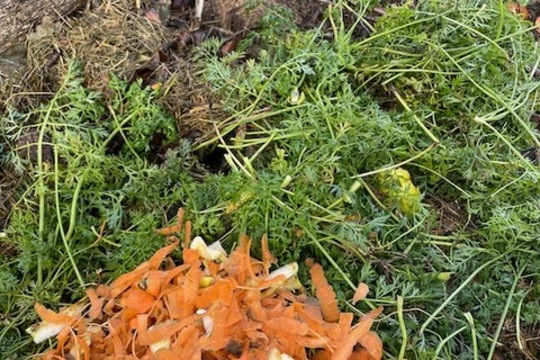 Mrkvovo-jablkový salát z vlastní úrody u Ježečků Mrkvovo-jablkový salát z vlastní úrody u Ježečků 1