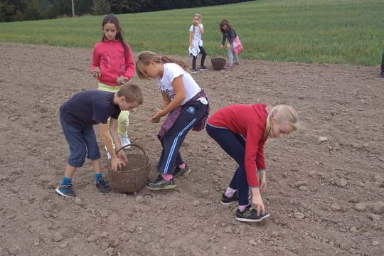 Dokopaná - sbíráme brambory 1