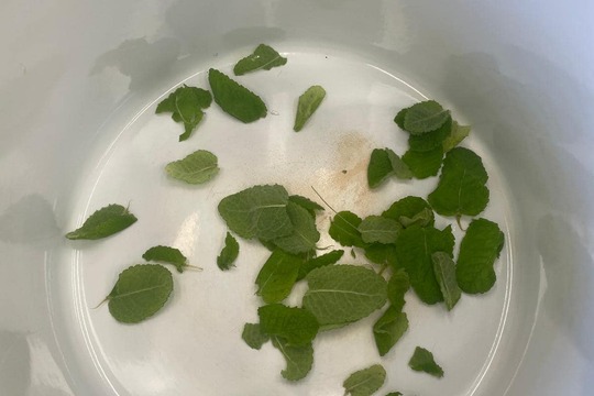 Domácí mátový sirup  1