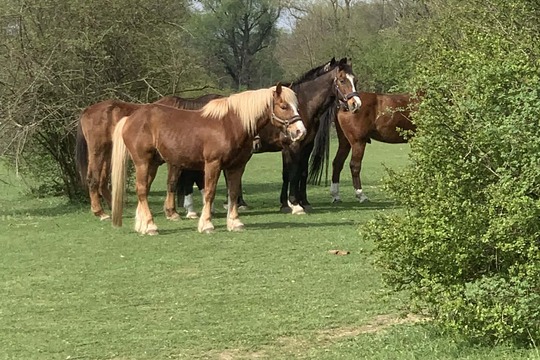 Výlet na farmu koní  1