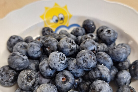 Třída Želviček - Sušení šípků na čaj 1