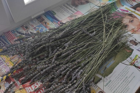 Údržba našich záhonků a příprava na farmářský trh :) 1