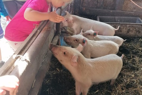 Za prasátky na farmě  1