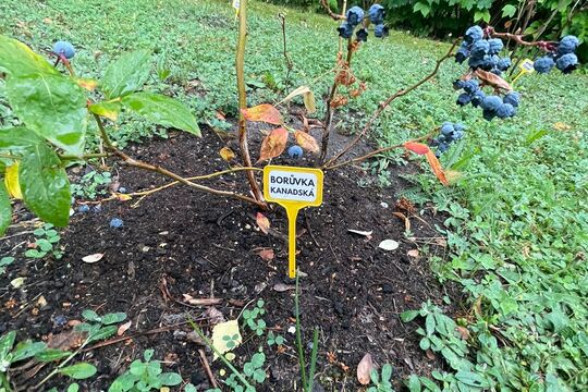 Slavnostní otevření naší "Jedlé školní zahrady" 1