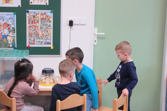 Líhnutí kuřátek 1
