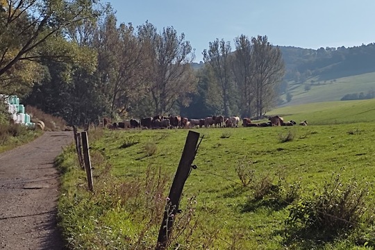 Koťátka na EKO farmě u Lysáků 1