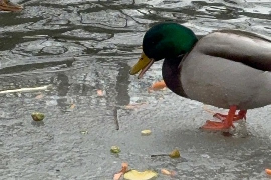 Ptáci v zimě Ptáci v zimě 1