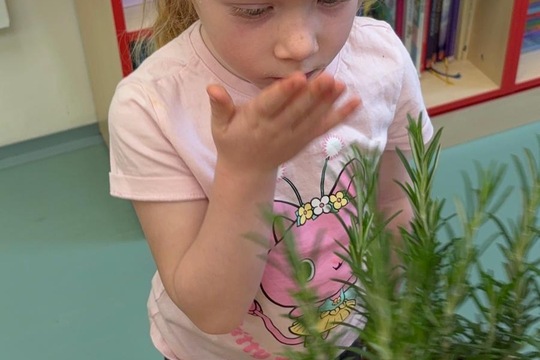 Bylinky a rajčátka od kamarádů Bylinky a rajčátka od kamarádů 1