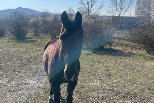 Doplňková aktivita: RELAXACE VE STÁJÍCH 1