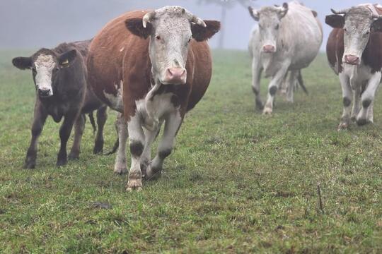 Společné projektové dny ZŠ a MŠ Bohuslavice jako cesta k praktickému vzdělávání a skutečným zkušenostem. 1