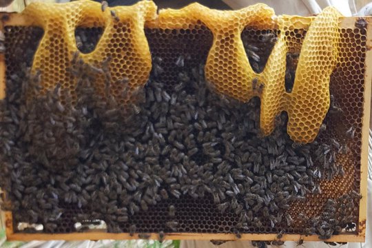 Chov včel na školní zahradě  1