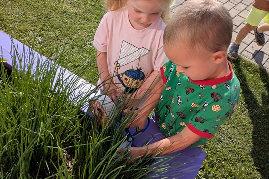 Podzimní sklizeň pažitky u Motýlků 1