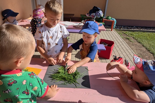 Podzimní sklizeň pažitky u Motýlků 1