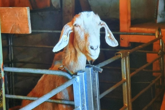 Ježečci z MŠ Soběchleby - Hospodářská zvířata 1