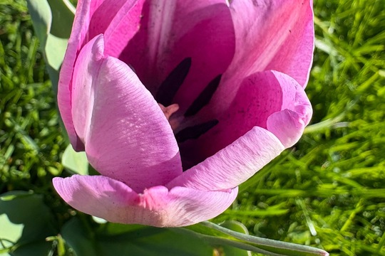 Sobotní zahrádka  1