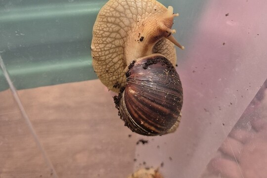 Noví šnečí kamarádi  1