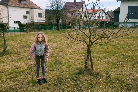 Jarní řez ovocných stromů 1