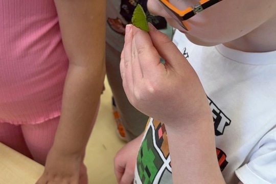 Bylinky a rajčátka od kamarádů Bylinky a rajčátka od kamarádů 1