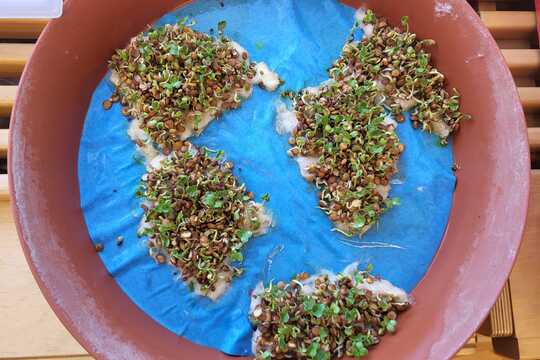 Co roste na Zemi - Sluníčka 1