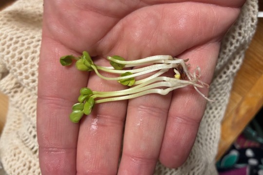 Zkoušíme klíčení semínek  1