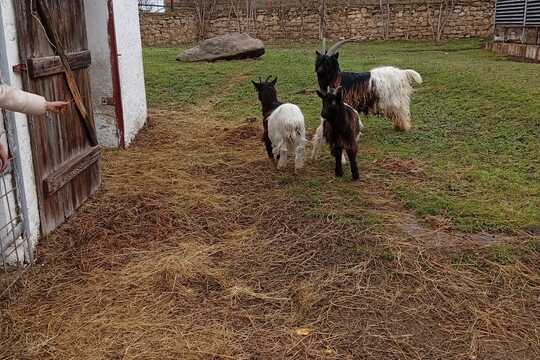 Za zvířaty na Rodinnou farmu Suchý ve Slavětíně Za zvířaty na Rodinnou farmu Suchý ve Slavětíně 1
