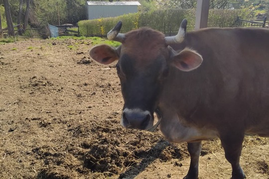 Jak se žije na kozí farmě 1