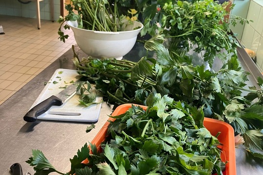 Naše kuchařky suší celerovou nať 1