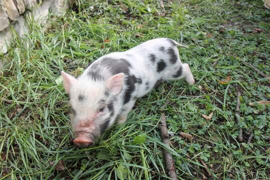 Dětské farmářské dopoledne v Dobroškolce 1