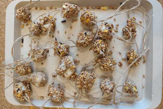 Výroba lojových koulí pro ptáčky 1