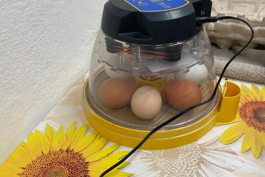 Jarní zázrak: líhnutí kuřátek v naší školce 1