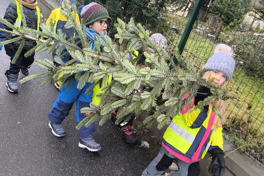 Děti z mateřské školy si našly ten „nejkrásnější“ vánoční stromeček Děti z mateřské školy si našly ten „nejkrásnější“ vánoční stromeček 1