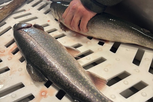 Lokální a čerstvé  1