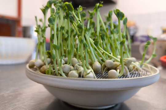 Ovoce a zelenina-světová je medicína:-) 1