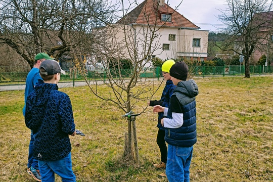 Jarní řez ovocných stromů 1