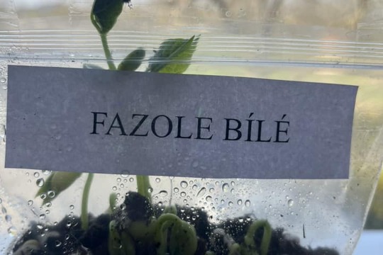 UČÍME SE PROŽITKEM aneb naše fazole 1